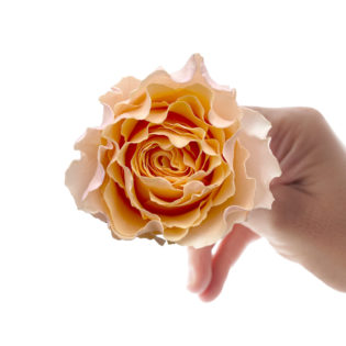 Campanella Peach
