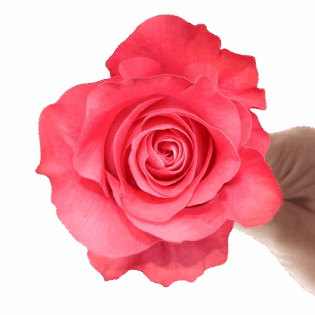 Pink love